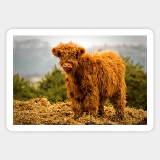 Highland calf Sticker